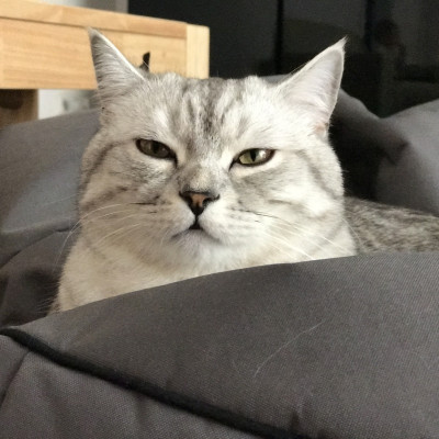 Gandalf Gandalf